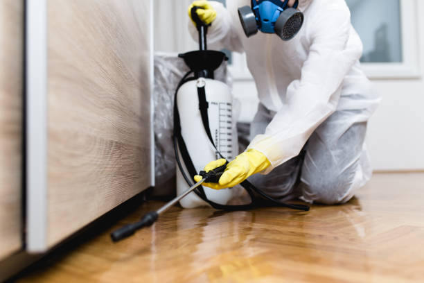 Best Local Pest Control Services  in Holland, OH